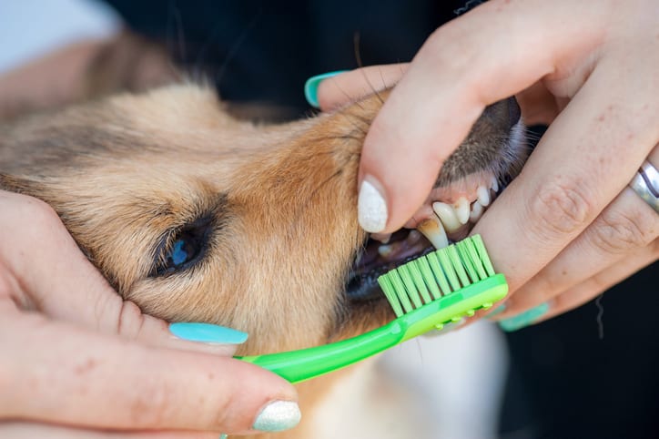 Dog Teeth Cleaning in Granger, IN