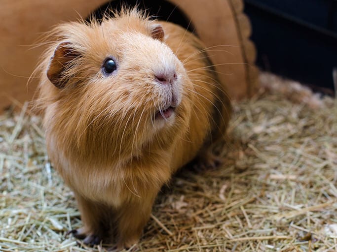 Guinea Pig Looking To Side