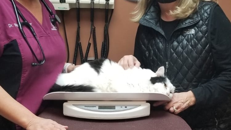 Cat Losing Weight in Granger, IN