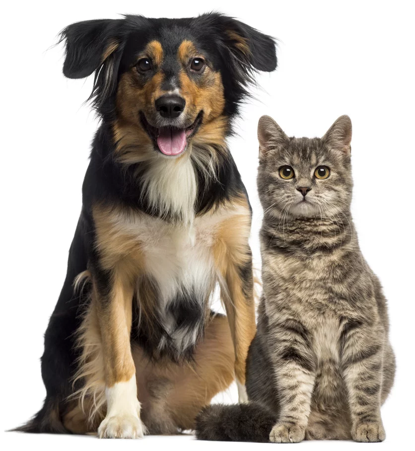 Collie And Cat