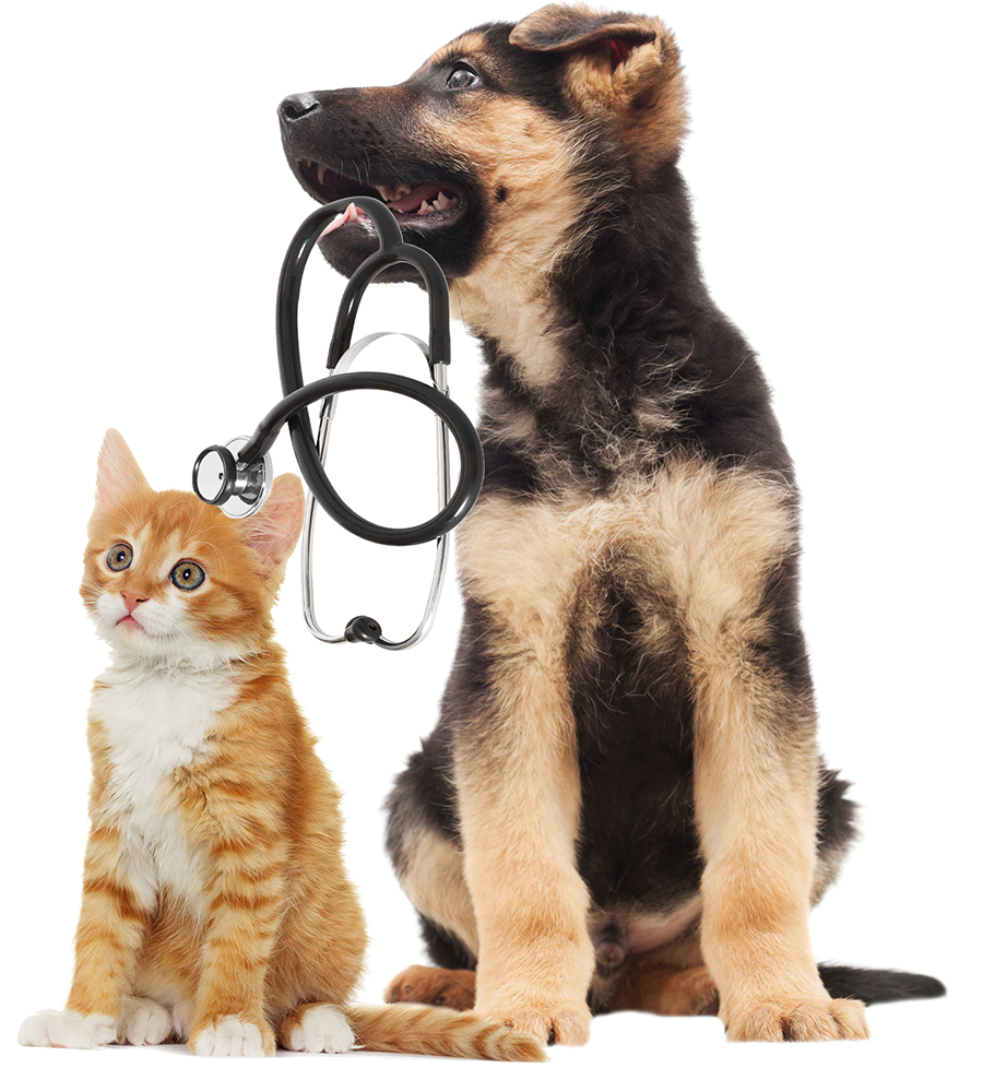 Cat Dog With Stethoscope