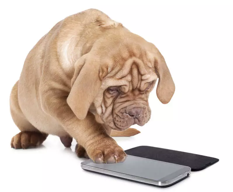 Wrinkley Dog Iphone