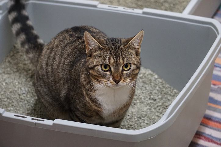 cat pooping outside litter box in granger, in