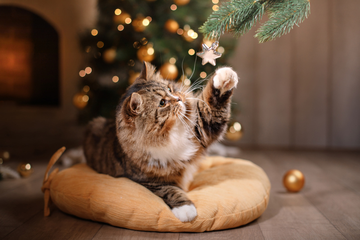 how to cat proof a christmas tree
