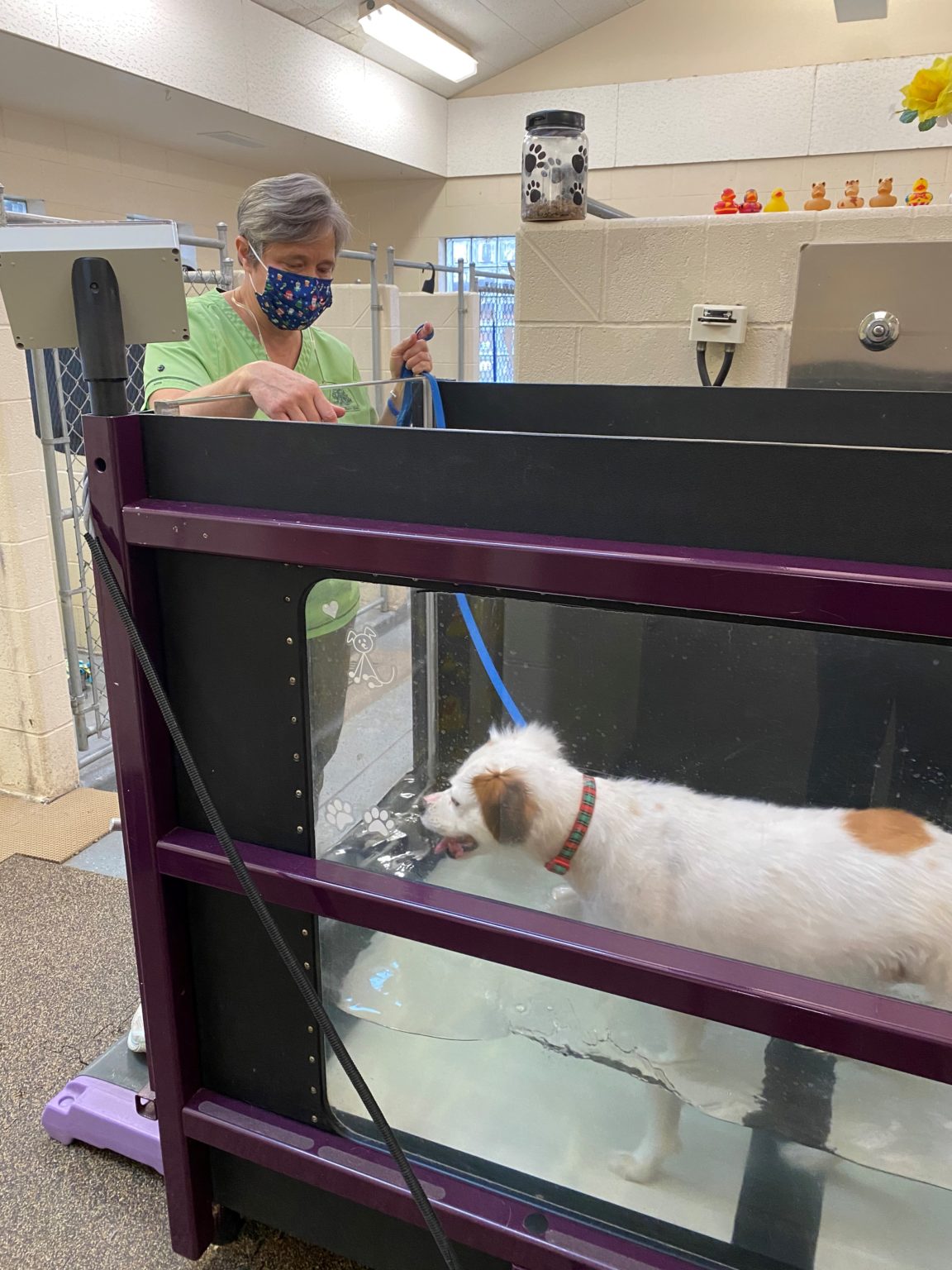 4 Benefits of Dog Physical Therapy in Granger, IN Kryder & Harr