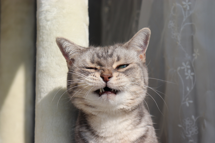 cat sneezing in granger, in