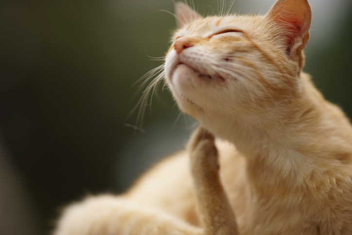 allergies in cats in granger, in