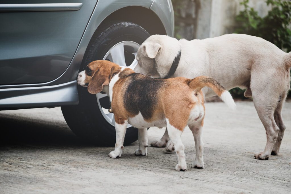 Dog Beagle Smelling And Survey Around Car Wheel Before Pee, The Car Had A Different Smell Of Dog Pee.