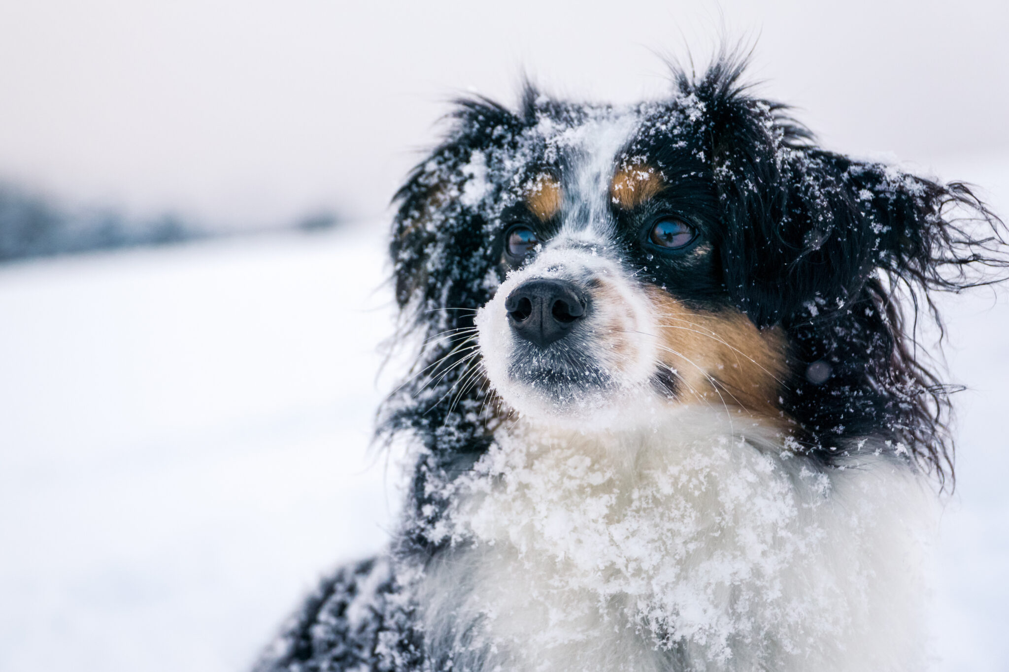 dog hypothermia