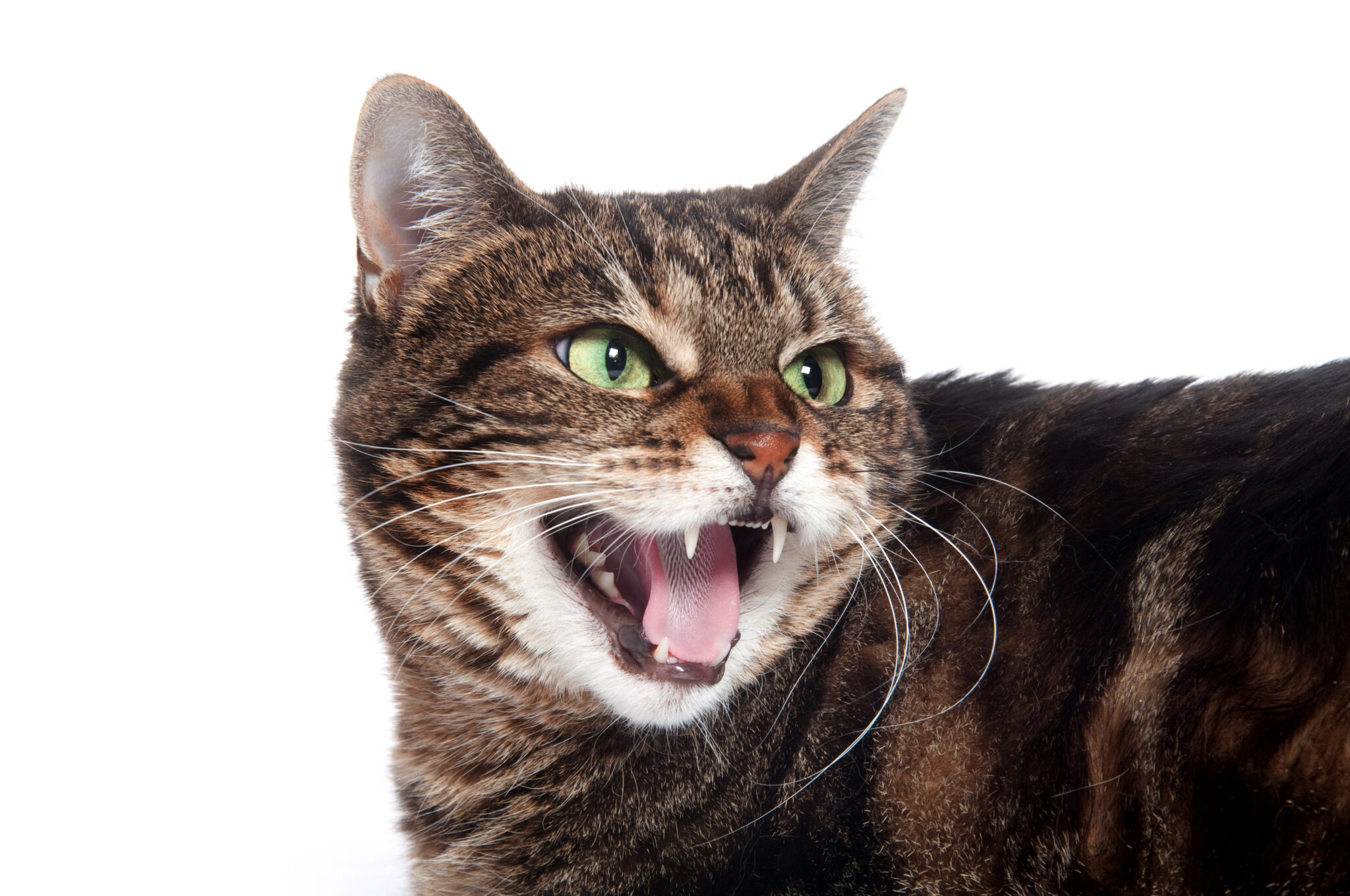 Why Does The Cat Hiss