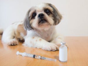 signs and symptoms dog diabetes
