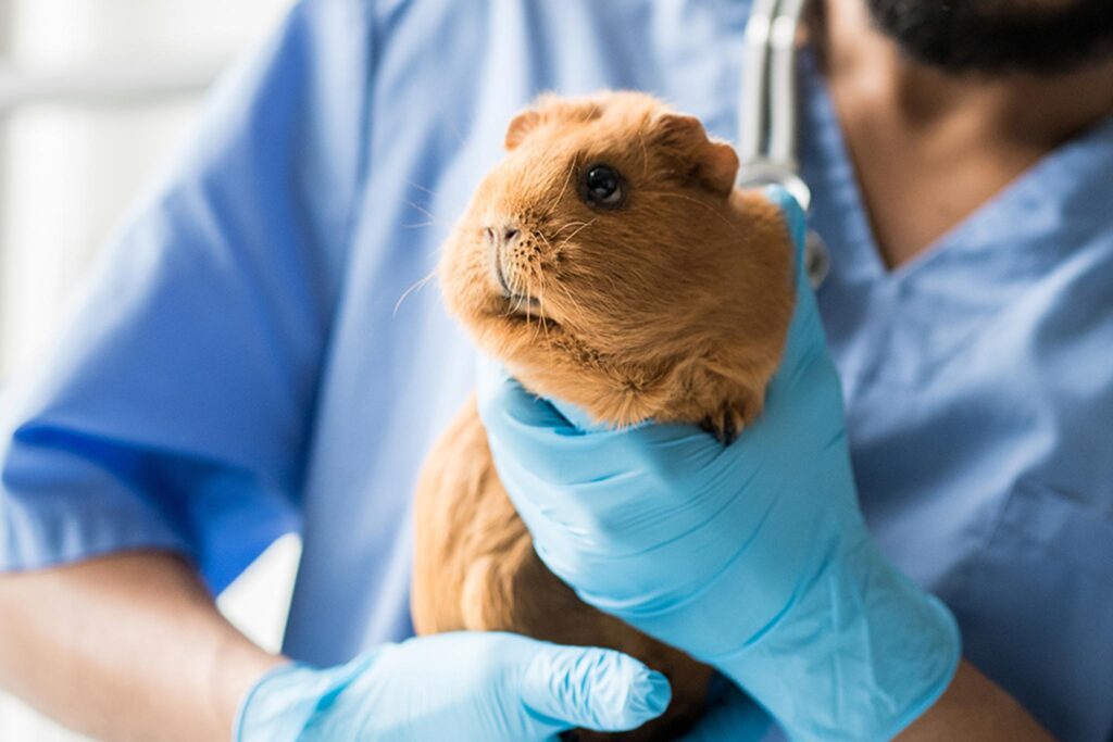 guinea pig with a veterinarian