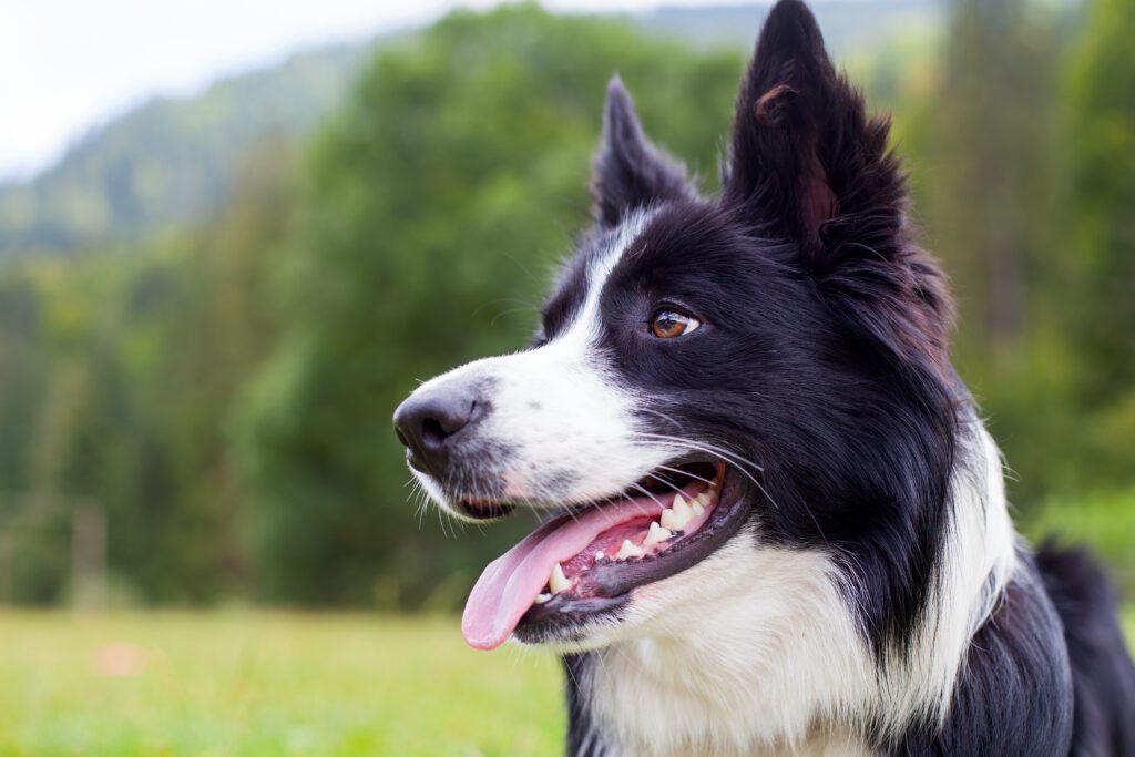 Border Collie standing in front of the woods, looking off to the side with its mouth open