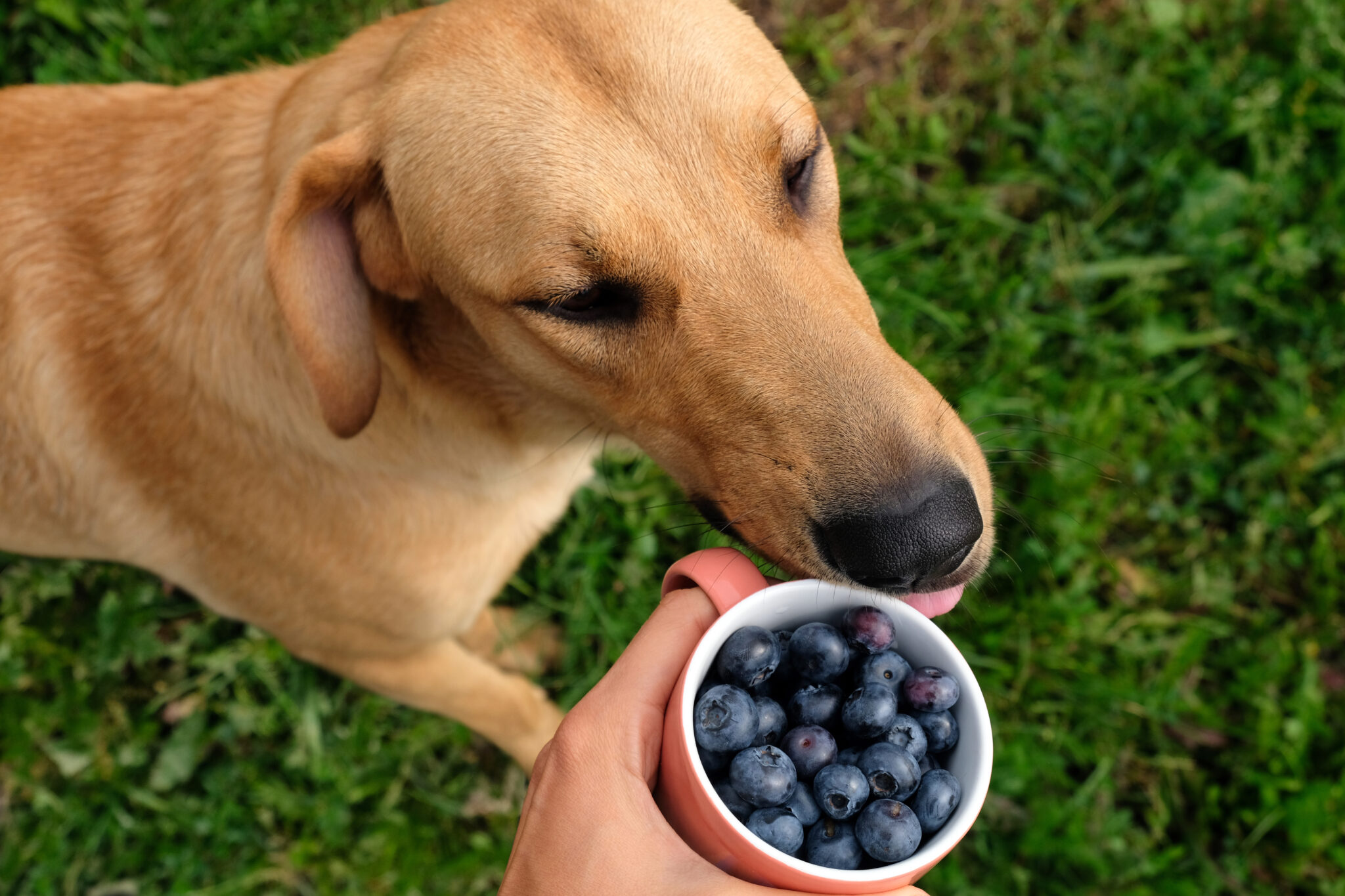 Yellow Dog With A Cup Of Blueberries