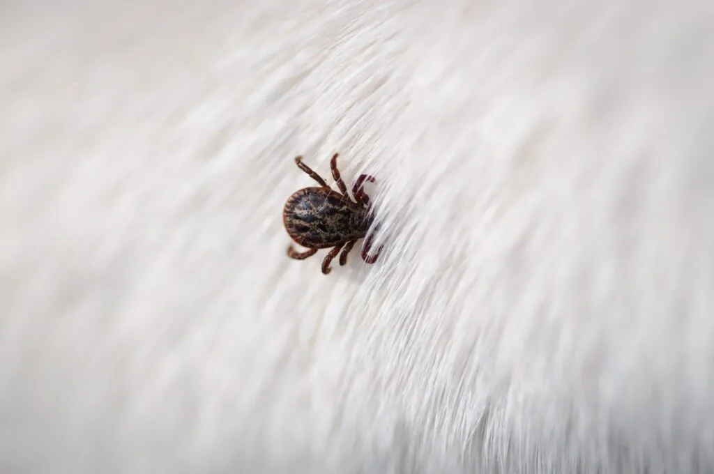 Tick Insect Parasite Attacking Dog. Hard Tick (ixodes) On Dog Fur
