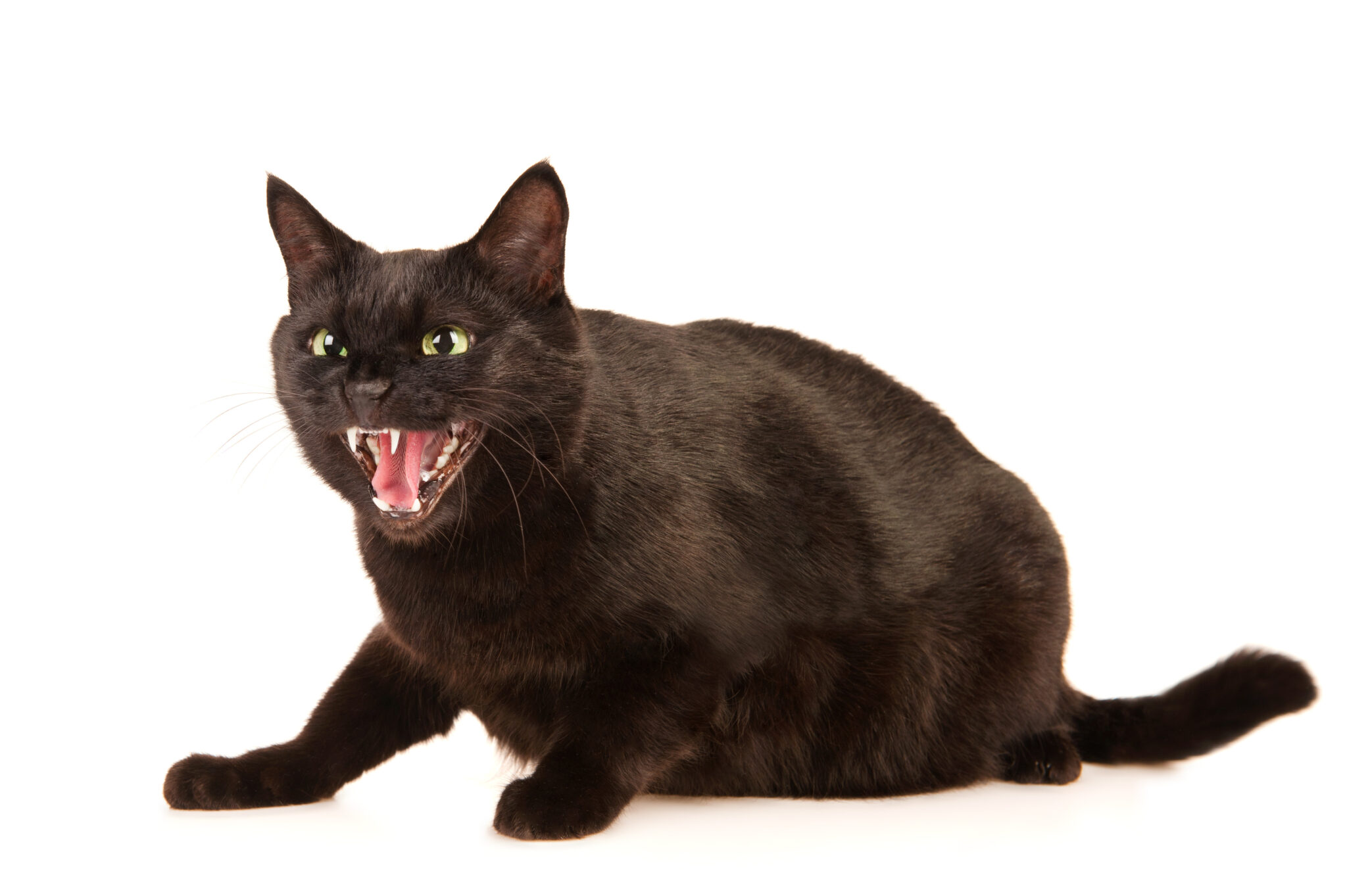 Cat Hissing While Playing