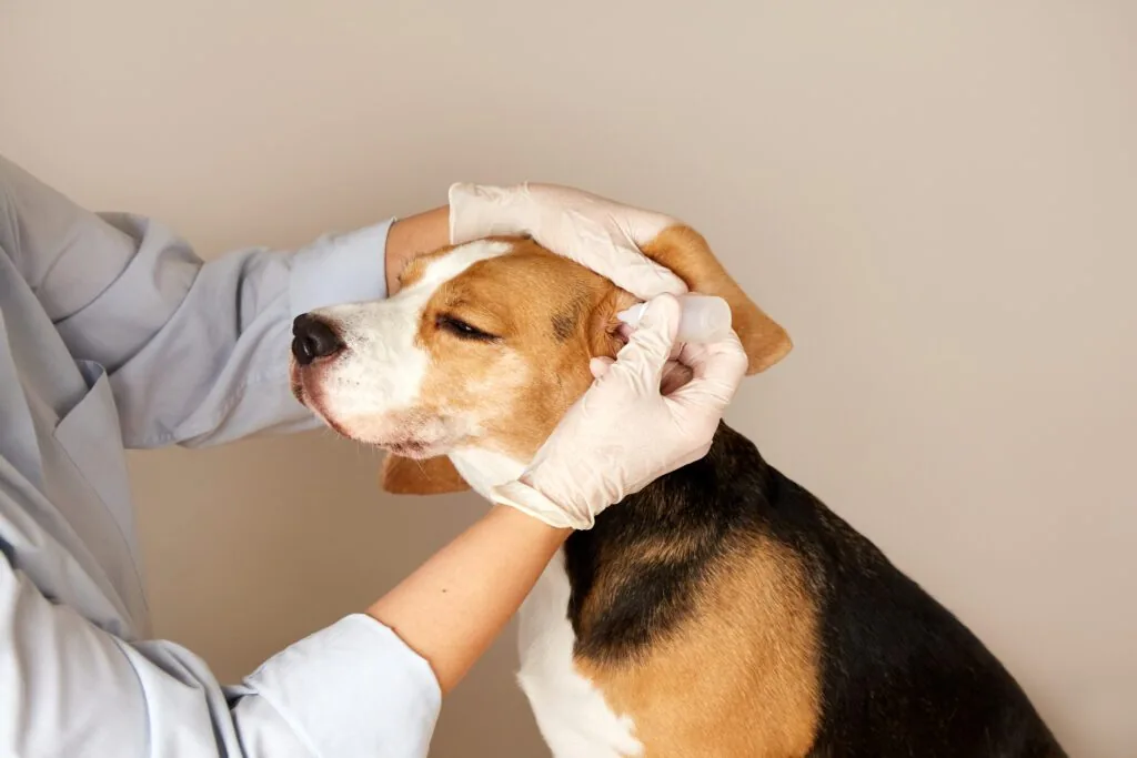 treating a dog with an ear infection