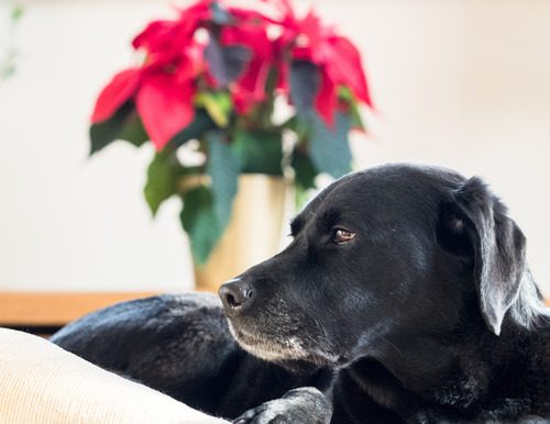 black-lab-laying-on-couch-near-poinsettia-plant