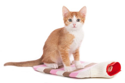 kitten-sitting-on-covered-hot-watter-bottle