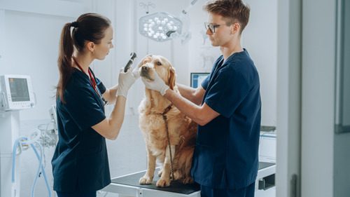 female-vet-examining-golden-retriever-dog's-eye-while-male-tech-holds-the-dog-at-the-clinic