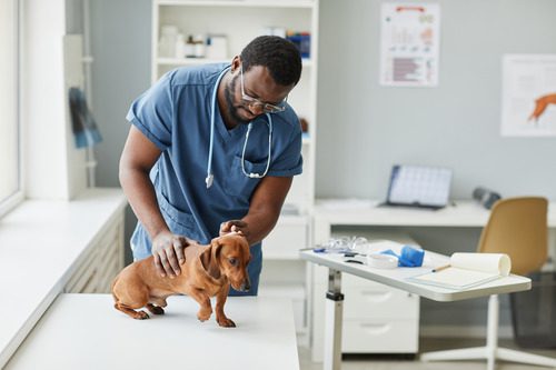 male-vet-examining-dachshund-dog-at-clinic