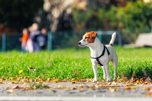 jack-russell-terrier-dog-at-a-park