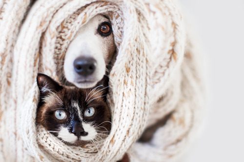 scared-cat-and-dog-wrapped-together-in-a-blanket