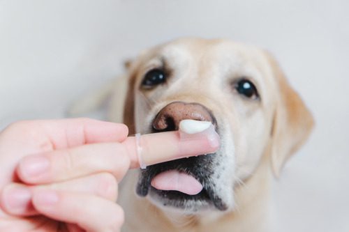 Why Pet Dental Health Matters: The Link Between Oral Care and Overall  Well-Being | Kryder & Harr Veterinary Clinic