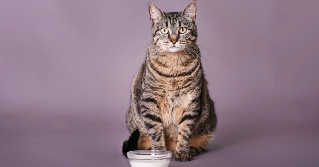 cat sitting next to bowl of milk looking at the camera