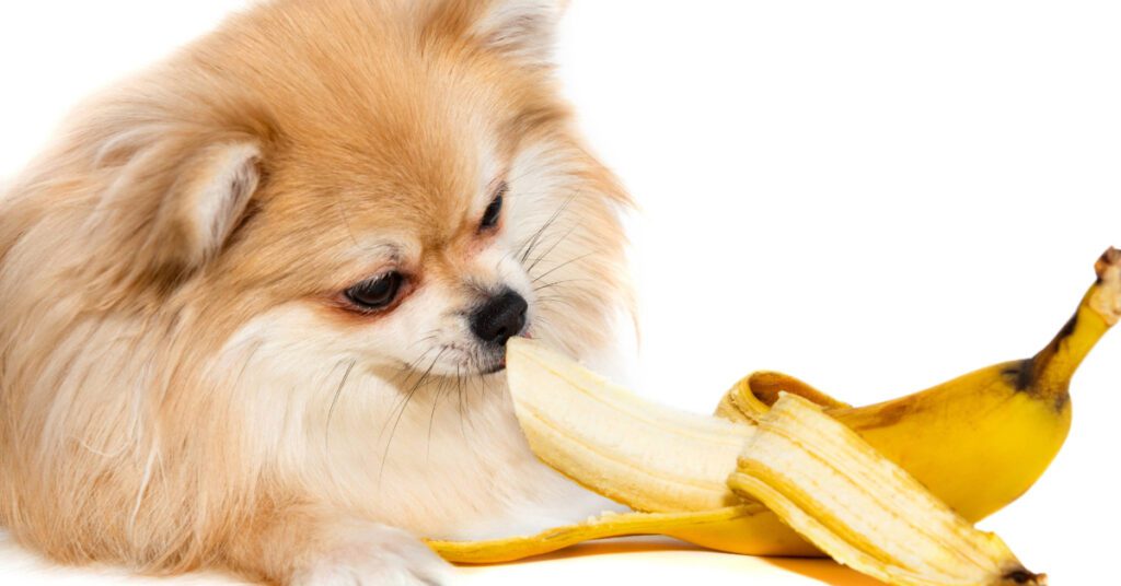 Pomeranian dog eating a peeled banana