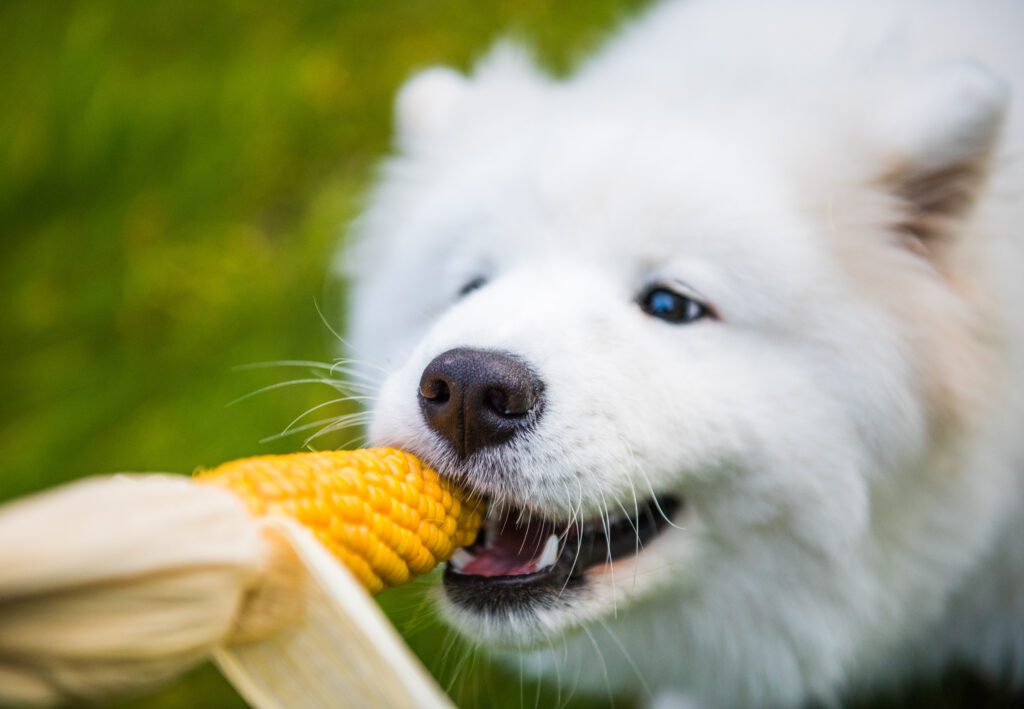White Samoyed Dog Eating His Corn
