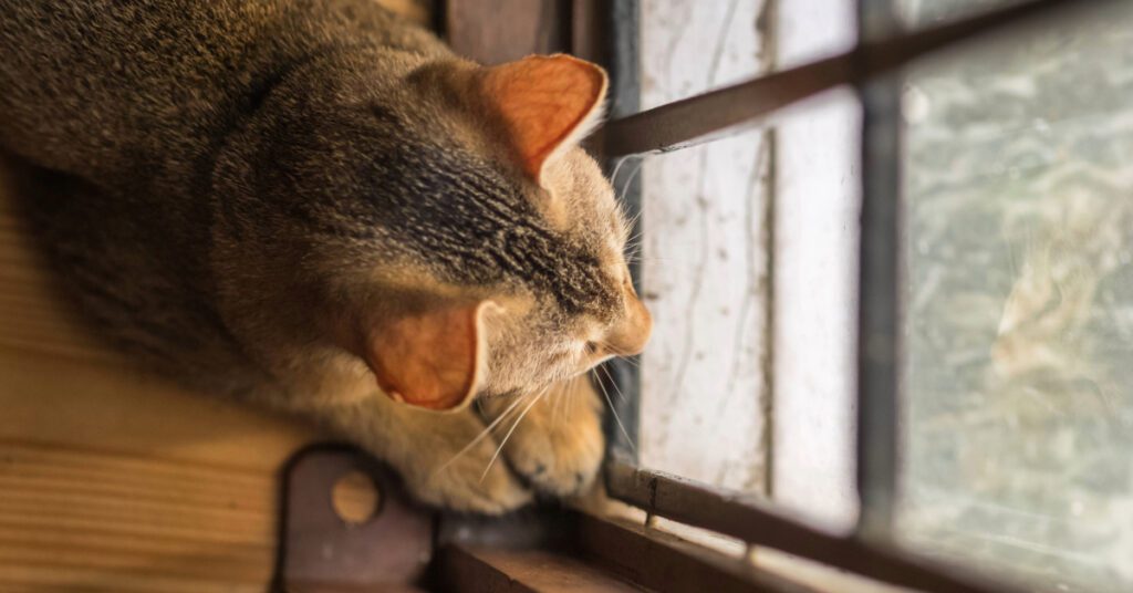 cat waiting by the window