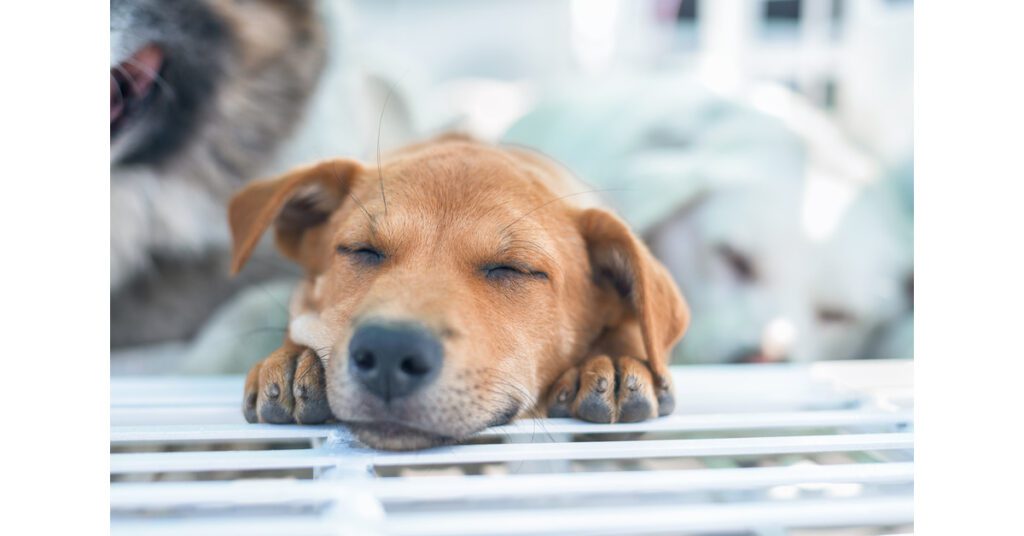 dog with a soft smile on its face while sleeping