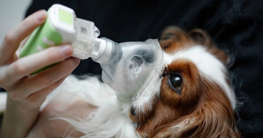 dog using a nebulizer treatment for dog asthma
