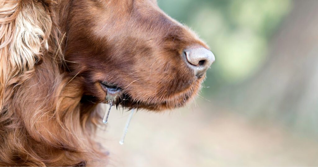 close up of Irish Setter dog drooling