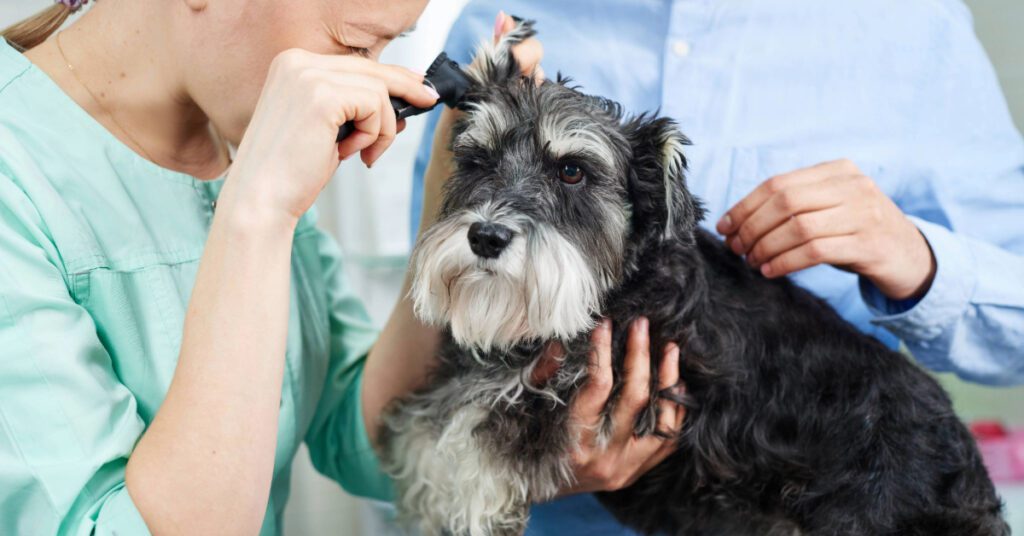vet checking dog's ears for dog ear mites