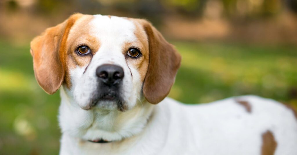 close up of dog with dog tear stains near its eyes