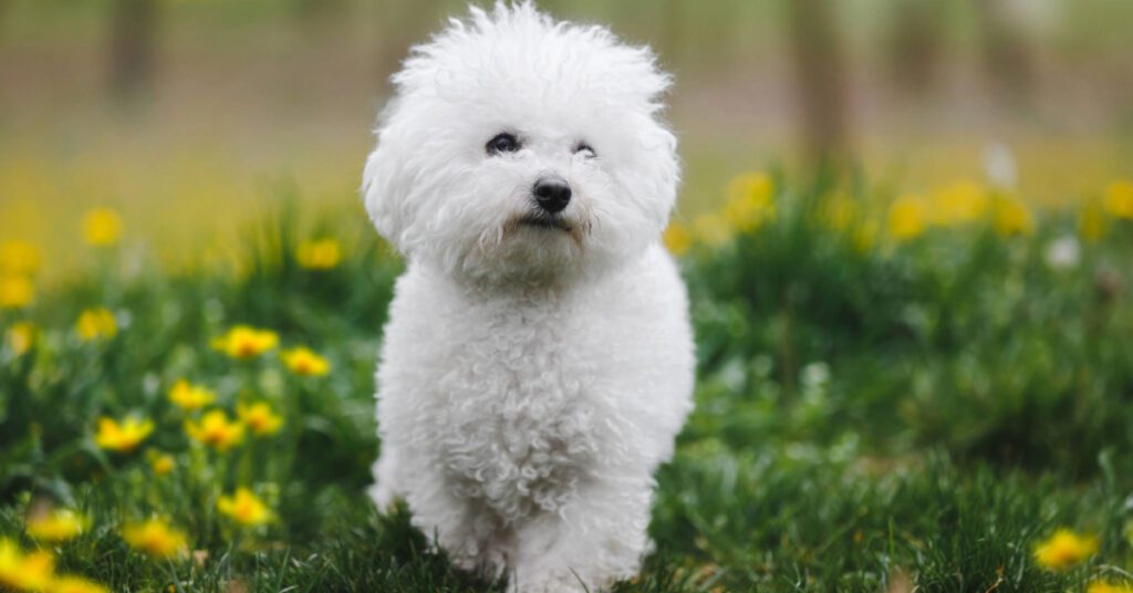 a white Bichon Frise dog walking through a field of flowers