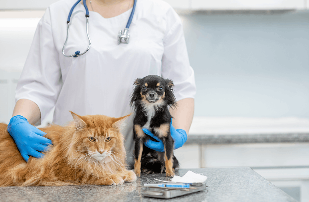 Cat And Dog Vet