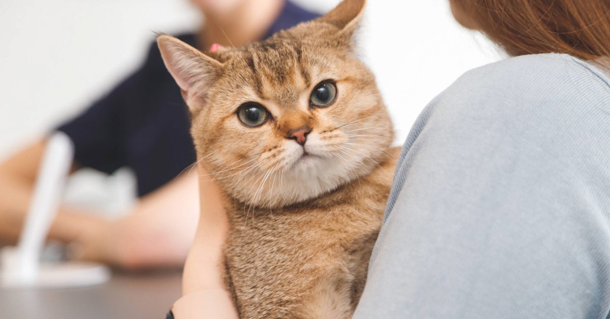 owner holding cat at the vet