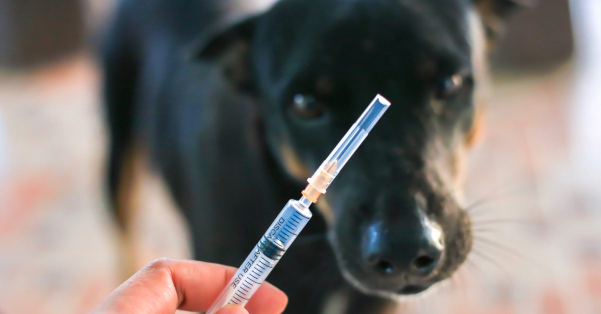 vet holding vaccine syringe in front of dog's face