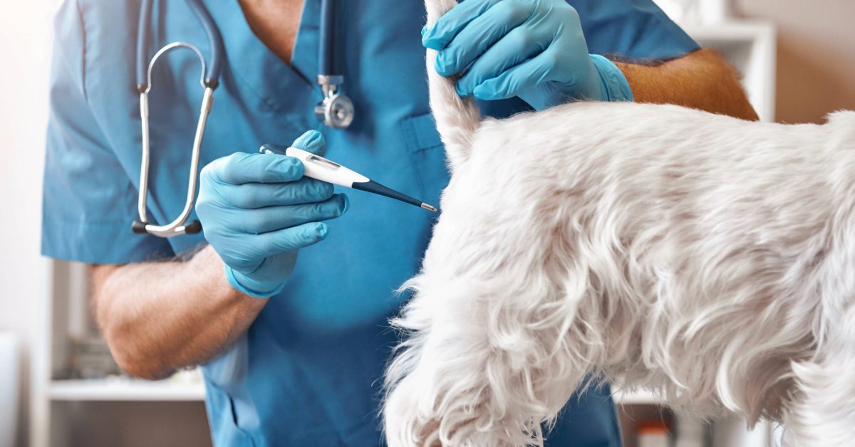 female vet about to check dog's temperature with an rectal thermometer