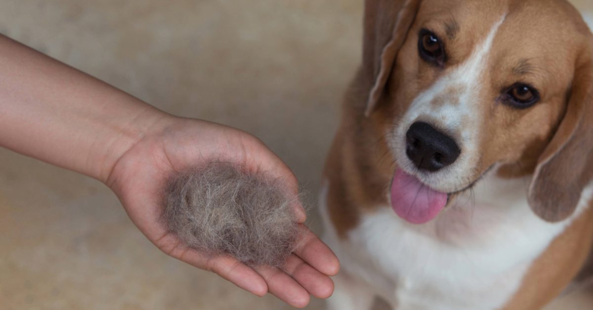 owner holding clump of hair next to beagle dog to demonstrate hair loss in dogs