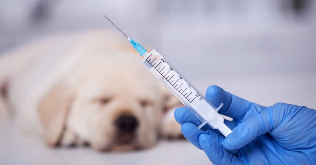 vet preparing rabies shot for dog
