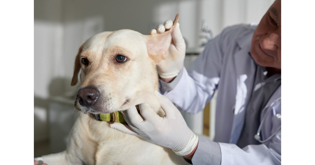 vet checking dog's ears at clinic