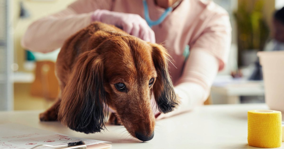 vet examining senior dog at clinic