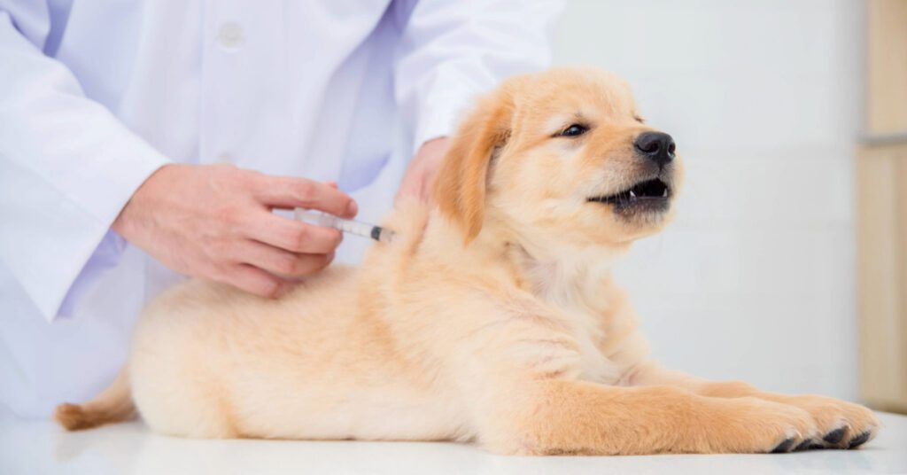 vet administering vaccine for golden retriever puppy