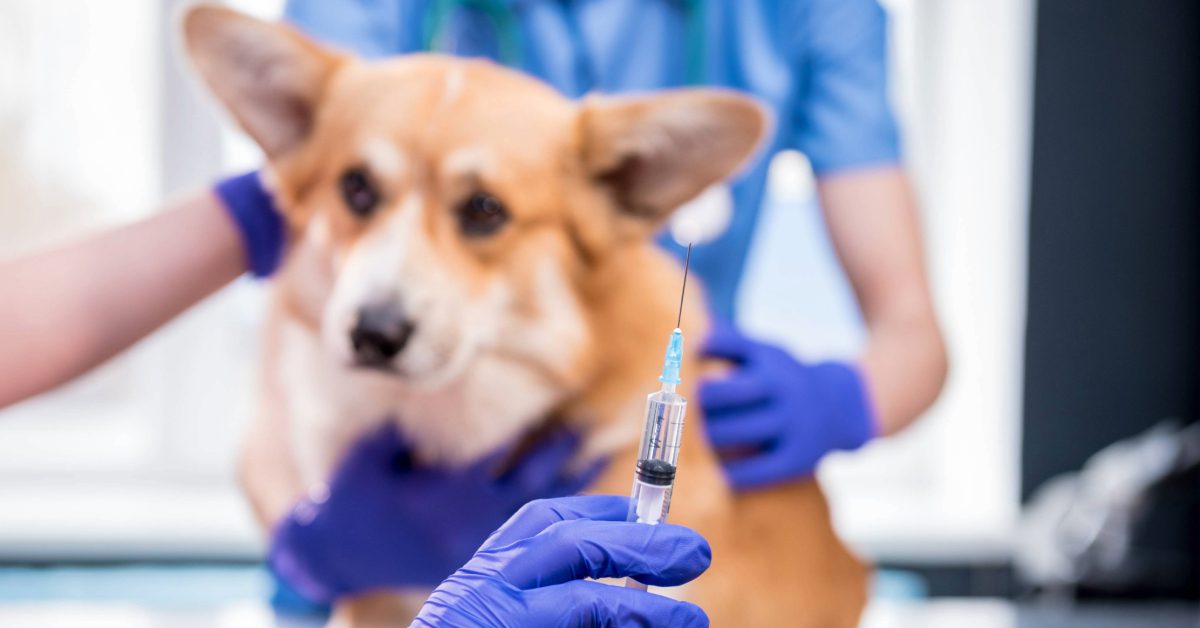 vet preparing to give corgi dog a vaccine at clinic