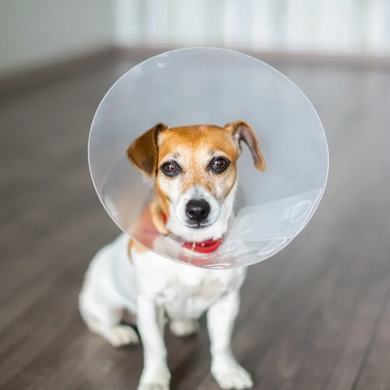 Dog In Cone
