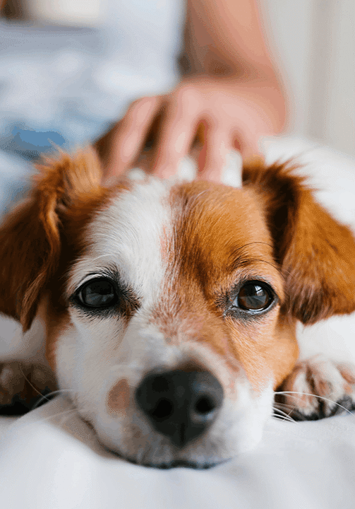 Dog With Head Down